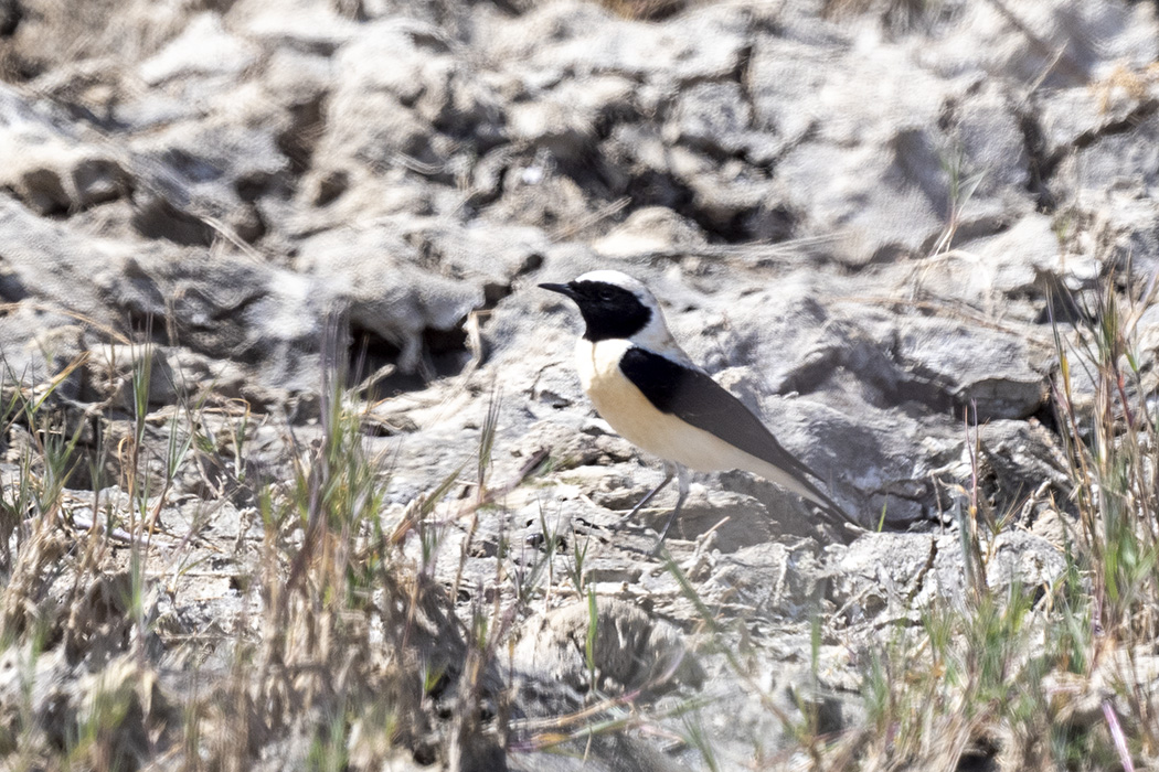 Black-eared Wheatear